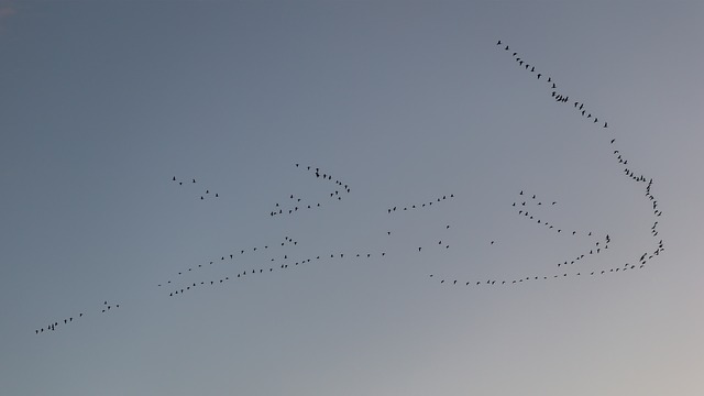 migratory-birds-2903366_640
